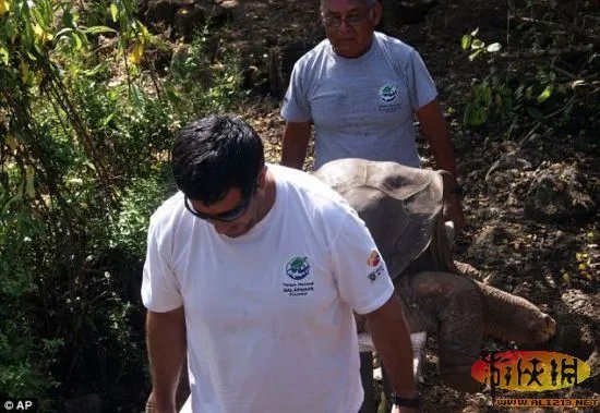 最后一只加拉帕戈象龟已去世 曾多次交配失败