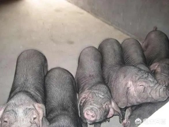 现在猪仔的价格是多少？