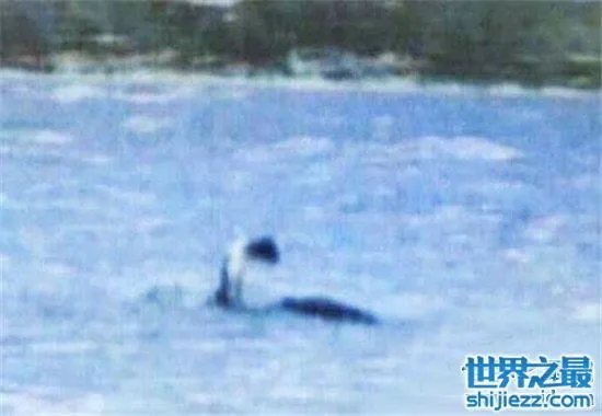 温德米尔湖水怪事件，不少人猜测只是普通的大型鱼类 