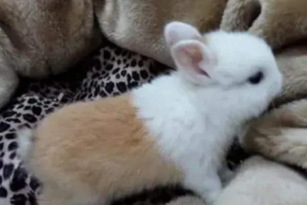 宠物兔品种及图片