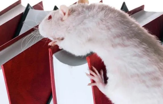 老鼠钻到书堆里，后面是……（歇后语）