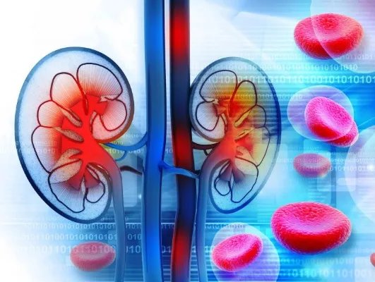 男人如何保养肾