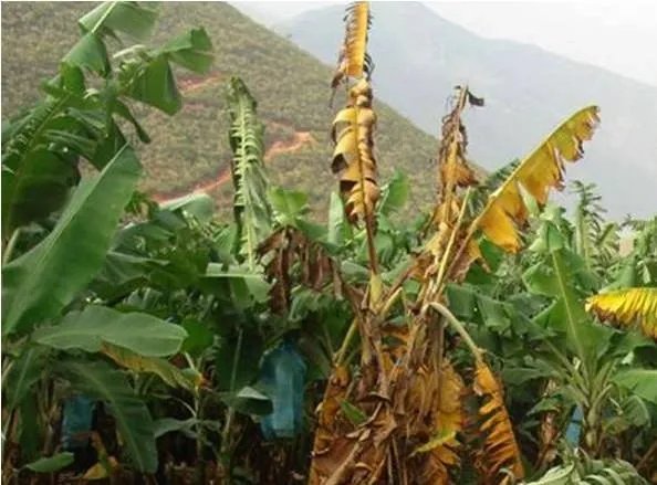 黄叶病热带第4型的防治措施