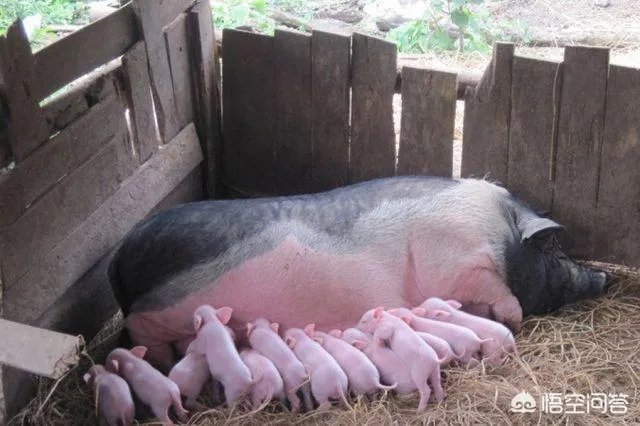 现在猪仔的价格是多少？