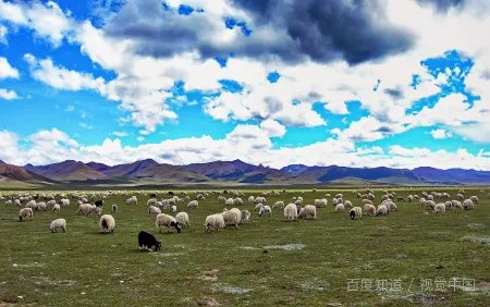 上面有两个鸽子 下面一只死掉的羊