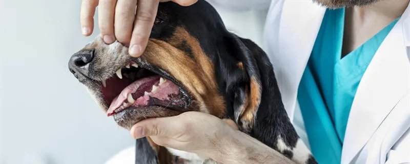 狗上火了怎么办-如何降火 狗上火了有哪些症状