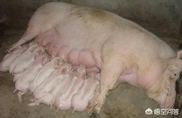 现在猪仔的价格是多少？