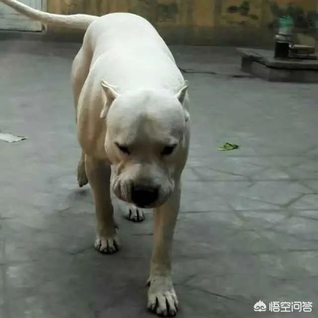 养殖杜高有风险吗？收益怎么样？