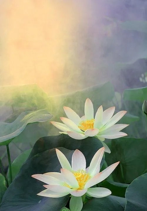 手机看新闻你使用什么软件？为什么？