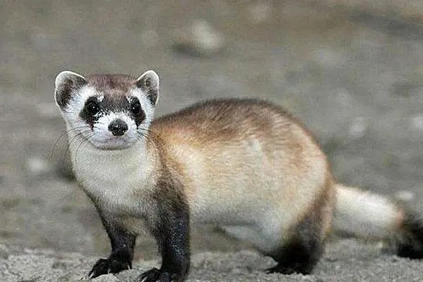 世界上十大珍稀动物:大熊猫只排第六,第一名几近灭绝