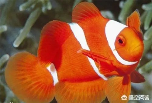 如何养殖透红小丑？