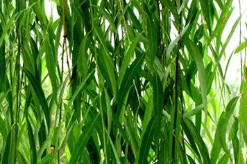 阴柳树叶的功效与作用