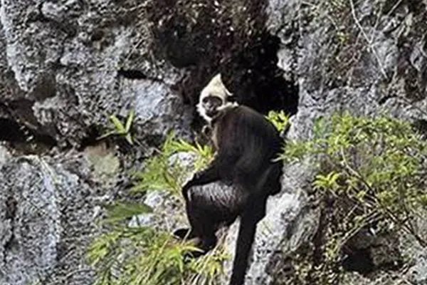 世界上十大珍稀动物:大熊猫只排第六,第一名几近灭绝