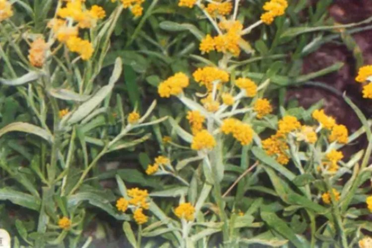 鼠曲草的功效与作用图片