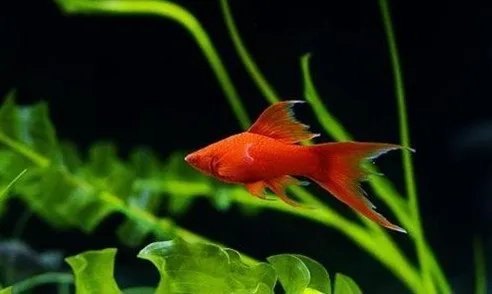 红剑鱼区分公母？