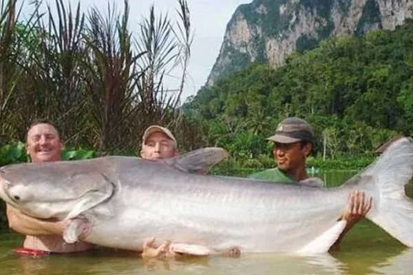 世界上十大珍稀动物:大熊猫只排第六,第一名几近灭绝