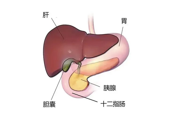 胃的左侧是什么部位，疼是怎么回事