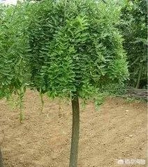 沧县附近有哪些种植出售国槐树苗的地方？