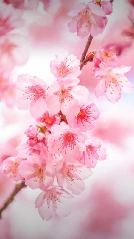 别说你还想着他，意思是想还是不想？