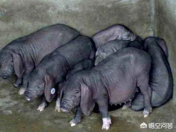 现在猪仔的价格是多少？