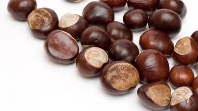 板栗采收和剥壳的方法是什么？采收后应该怎样保鲜贮藏？