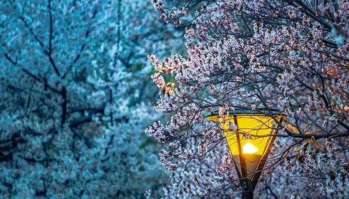 2021北京玉渊潭樱花节时间 