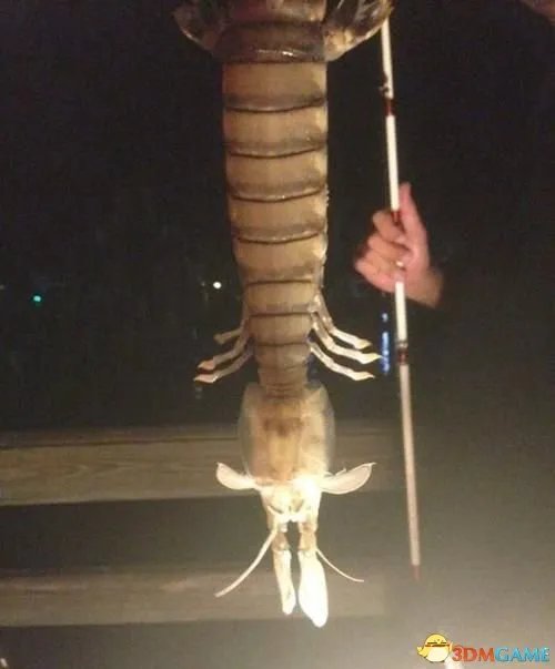 渔民捕获半米巨虾将其煮熟吃掉 被鉴定为螳螂虾