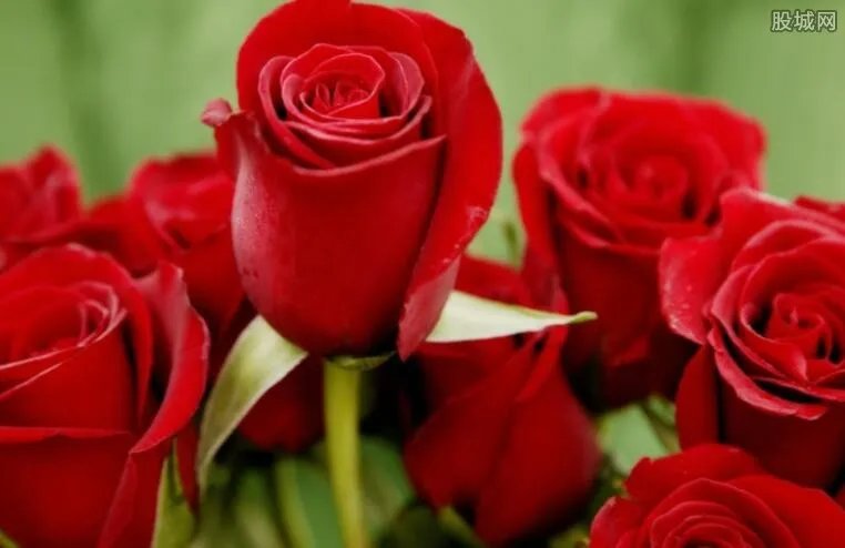 玫瑰花茶价格行情 网上玫瑰花茶价格差距大吗