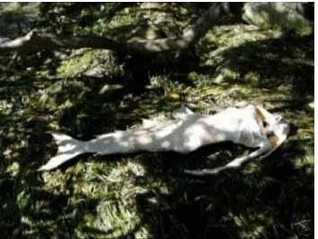 男美人鱼真身吓人图片：丑陋无比（组图）