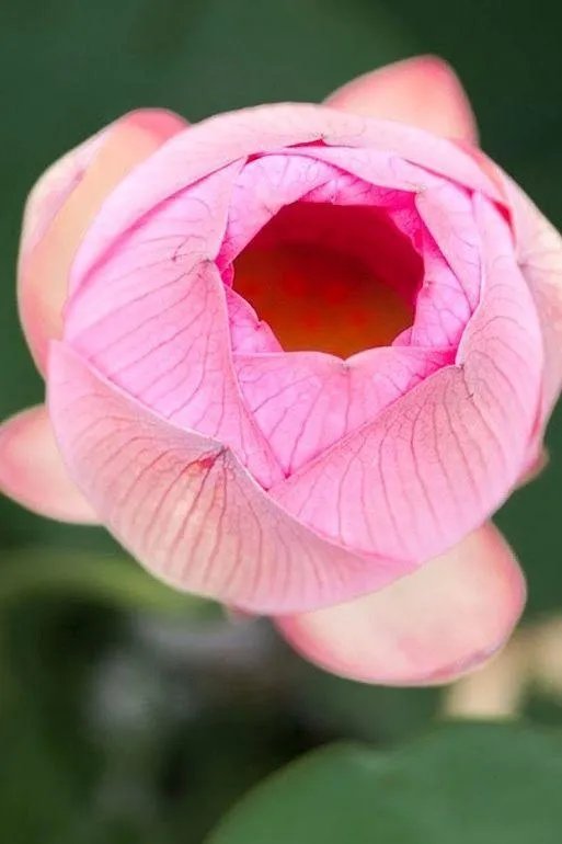 手机看新闻你使用什么软件？为什么？