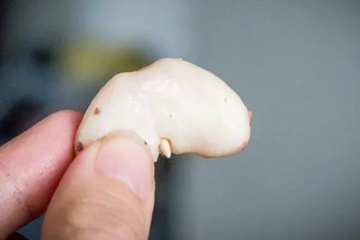 如何才能快速剥菱角？