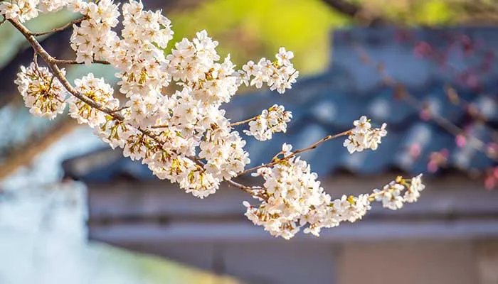 2021北京玉渊潭樱花节时间