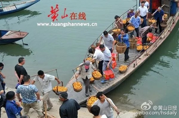 枇杷之乡在哪里？