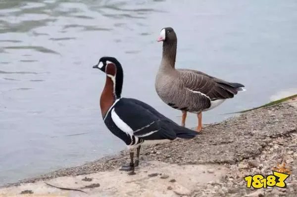 天鹅还是野雁家里饲养的大鹅他们的祖先都是