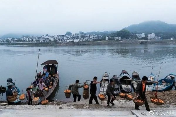 枇杷之乡在哪里？