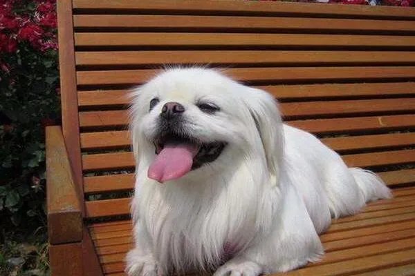 中小型狗的品种大全名字