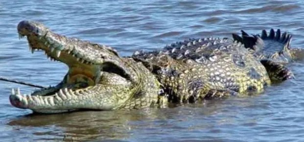 鳄鱼属于哪类动物？