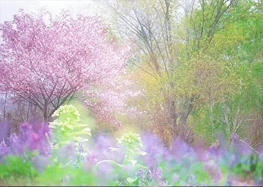 我玩SF1.99十彩刺影版本的传奇 为什么就看不见功能服务这一个NPC 急求