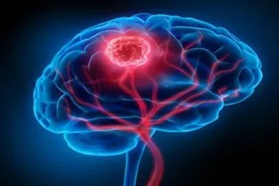 大脑结构图解大全