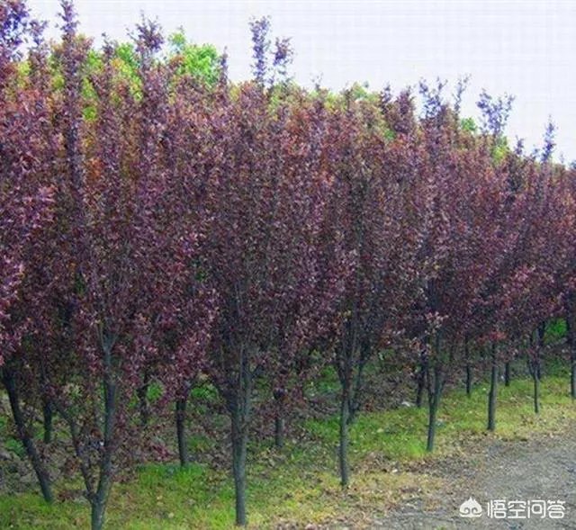 红叶李果实能吃吗？