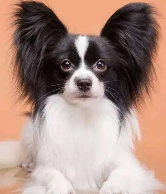 中小型狗的品种大全名字