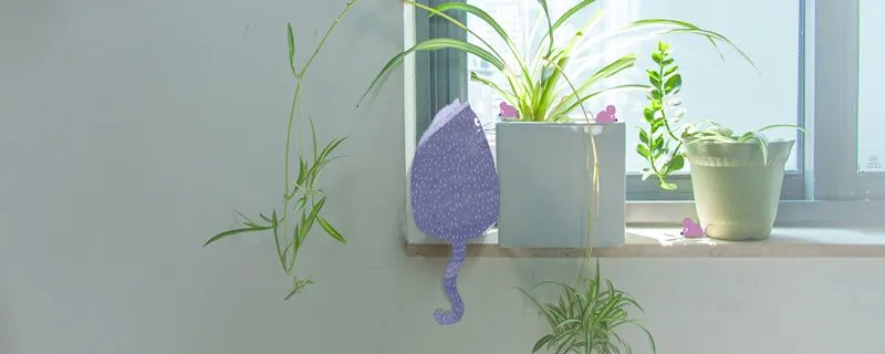 吊兰叶子发黄怎么办 吊兰叶子发黄怎么解决