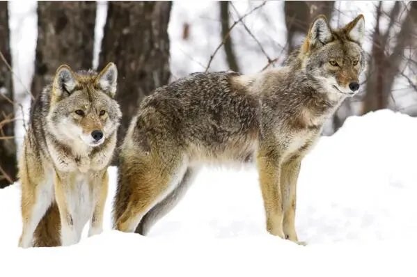 狼的战斗力十大排名，冰河时期幸存者排第一，第三有多个亚种