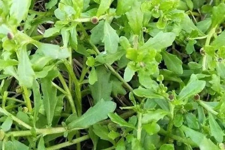 鹅不食草图片及功效