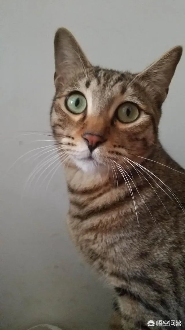 用了70年的LOGO被判无效，阿迪达斯的三条纹为何不配拥有“姓名”？