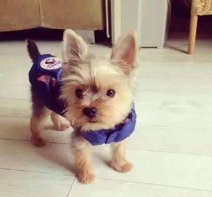 中小型狗的品种大全名字