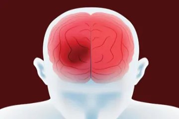 大脑结构图解大全