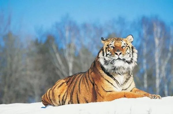 阴曹地府十八层是什么生肖