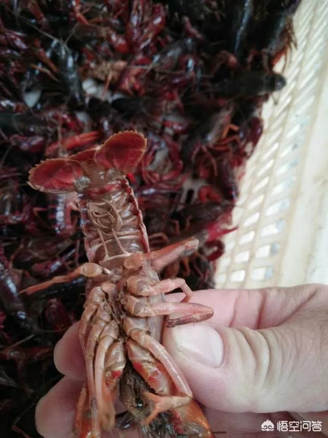 收购小龙虾的贩子技巧