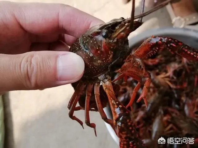 收购小龙虾的贩子技巧